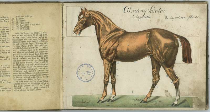 Ilustrácia anatómie koňa.