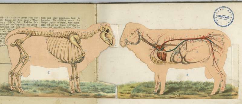 Ilustrácia anatómie ovce