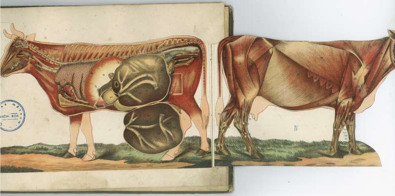 Ilustrácia anatómie kravy