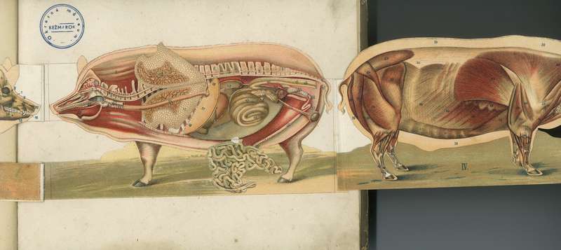 Ilustrácia anatómie prasaťa