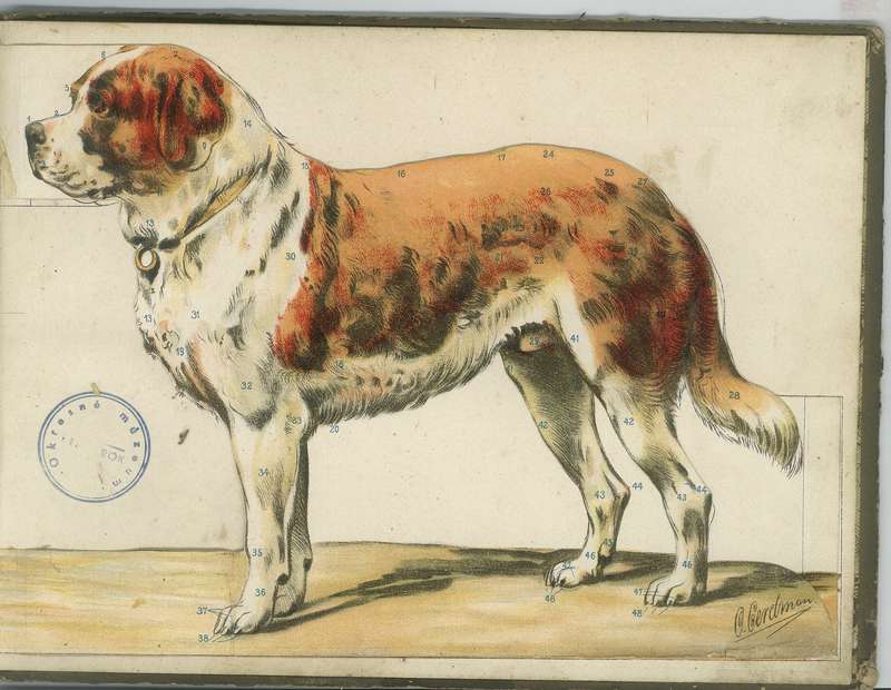 Ilustrácia anatómie psa